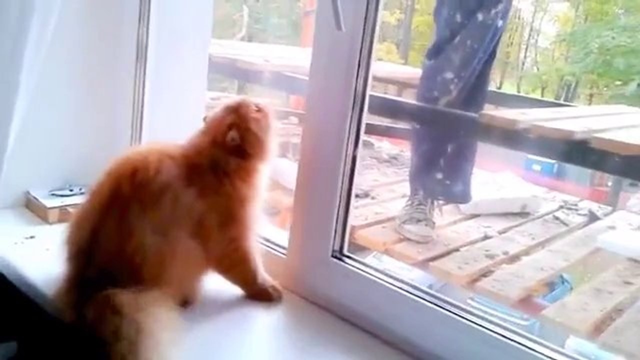 Diese Katze hasst Bauarbeiter