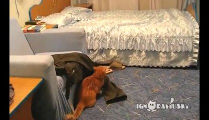 Diese Katze hasst Justin Bieber