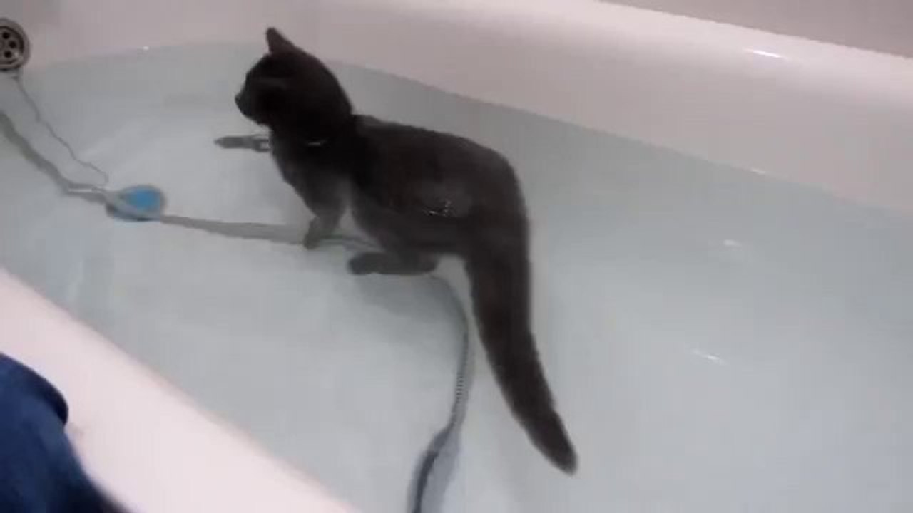 Diese Katze liebt es zu baden