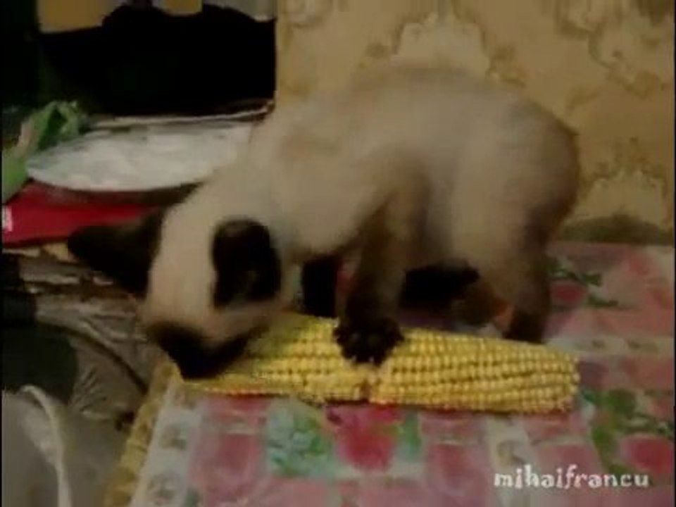 Diese Katze liebt Maiskolben