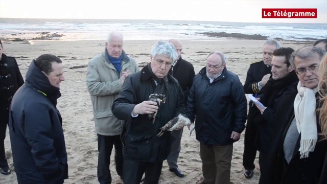 Guidel (56). Oiseaux mazoutés : Philippe Martin en visite dans le Morbihan