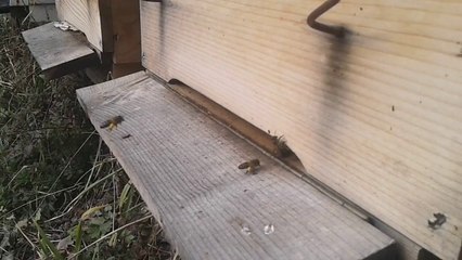 Polen gelişi 10 Şubat