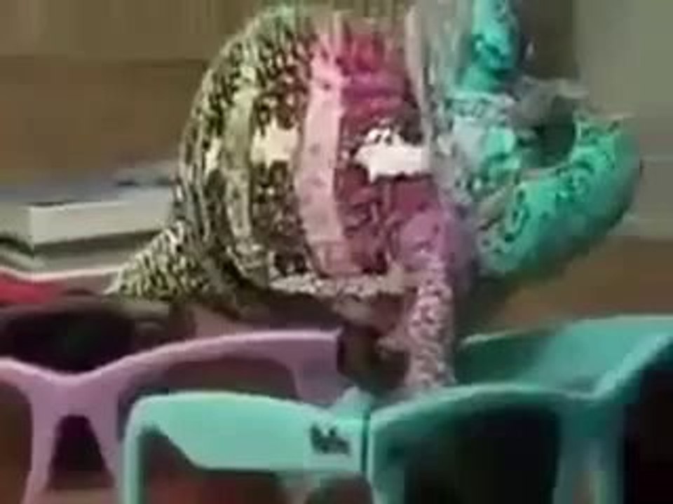 Amazing Girgit