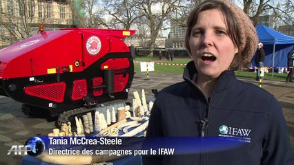 80 kg d'ivoire détruits par une ONG pour protéger les éléphants