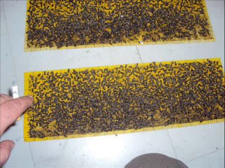 Απολυμανσεις Απεντομωσεις Αποφραξεις