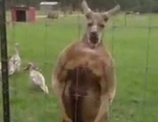 Un kangourou qui adore montrer sa puissante musculature