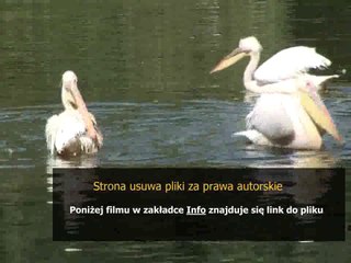 Download Video: veigar poradnik jak grac