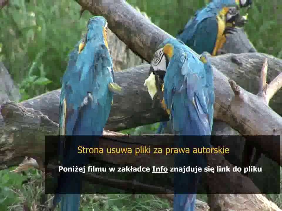 sposob na tesciowa online bez limitu