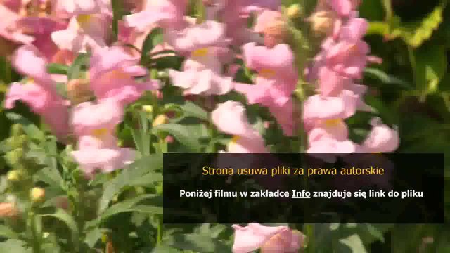 instrukcja zmywarki bosch silence