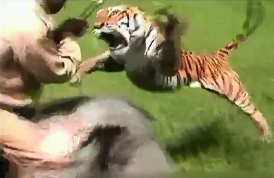 Zap Télé: Chasse au tigre mangeur d'homme, Copé et le PDG «à poil»