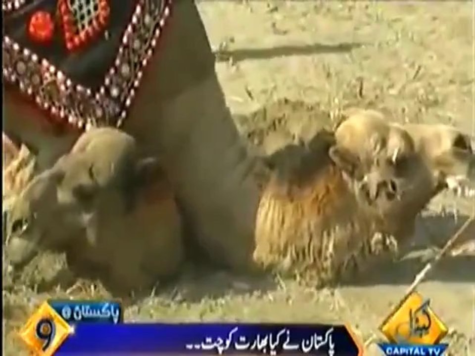 Pak beats India in Camel Fighting