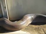 INCREDIBILE..Il serpente più lungo del mondo