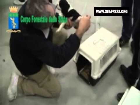 Lodi - Operazione Maky, nove denunce per traffico di cuccioli dall'Est (10.02.14)