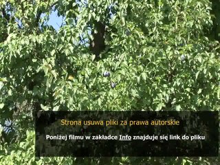 instrukcja obslugi webasto scania