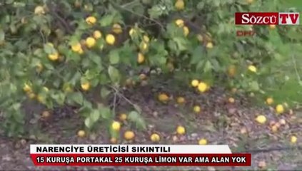 Narenciye üreticisi sıkıntılı