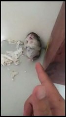 Incredibile. Guardate che attore