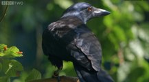 Smart Crow Solves Complex Puzzle!!