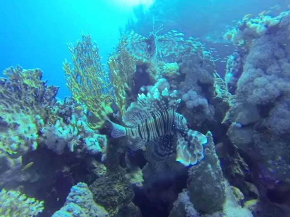 Pharaoh Dive Club Dive Sites - Saleem