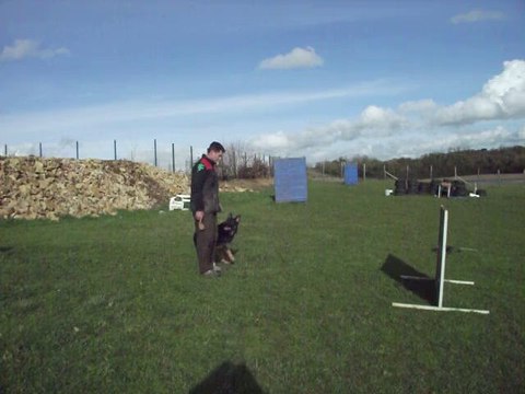 Saut de haie RCI obéissance Harry Berger allemand de 2 ans