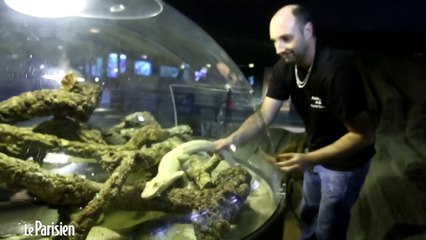 Paris. Deux alligators albinos sont les stars de l'aquarium tropical