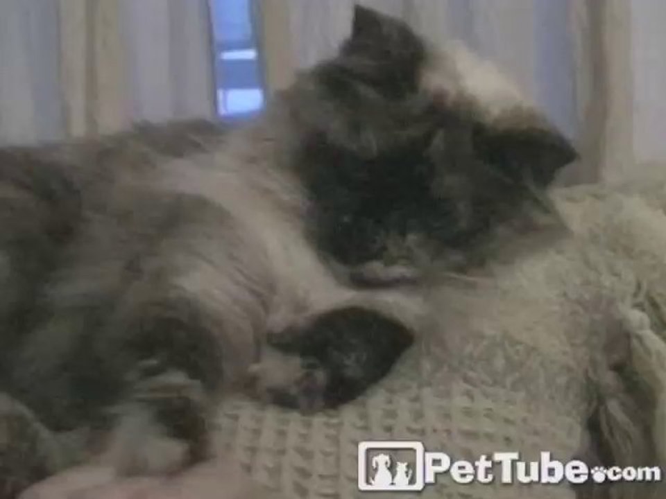 Paw vs. Hand