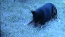 Dog has spaz attack