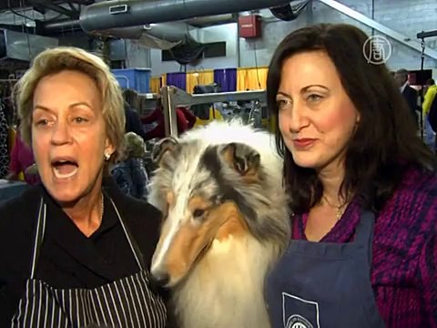 В США стартовала Вестминстерская выставка собак