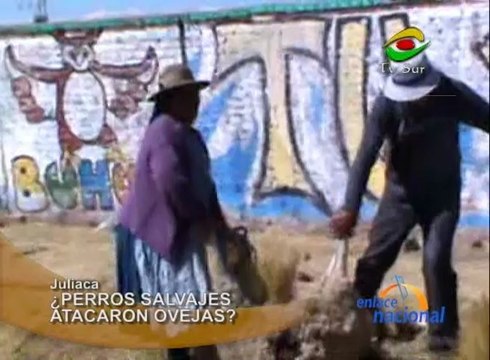 Un momento nada agradable pasó una pobladora de Juliaca cuando halló a cinco de sus ovejas muertas.