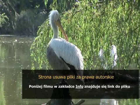 instrukcja bhp zmywarki do naczyn