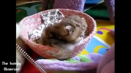 Che creature fantastiche gli animali