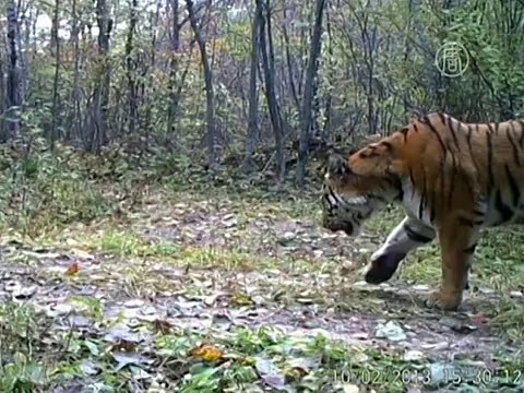 Британцы призывают спасти диких животных