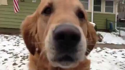 Dieser Hund ersetzt den Briefkasten