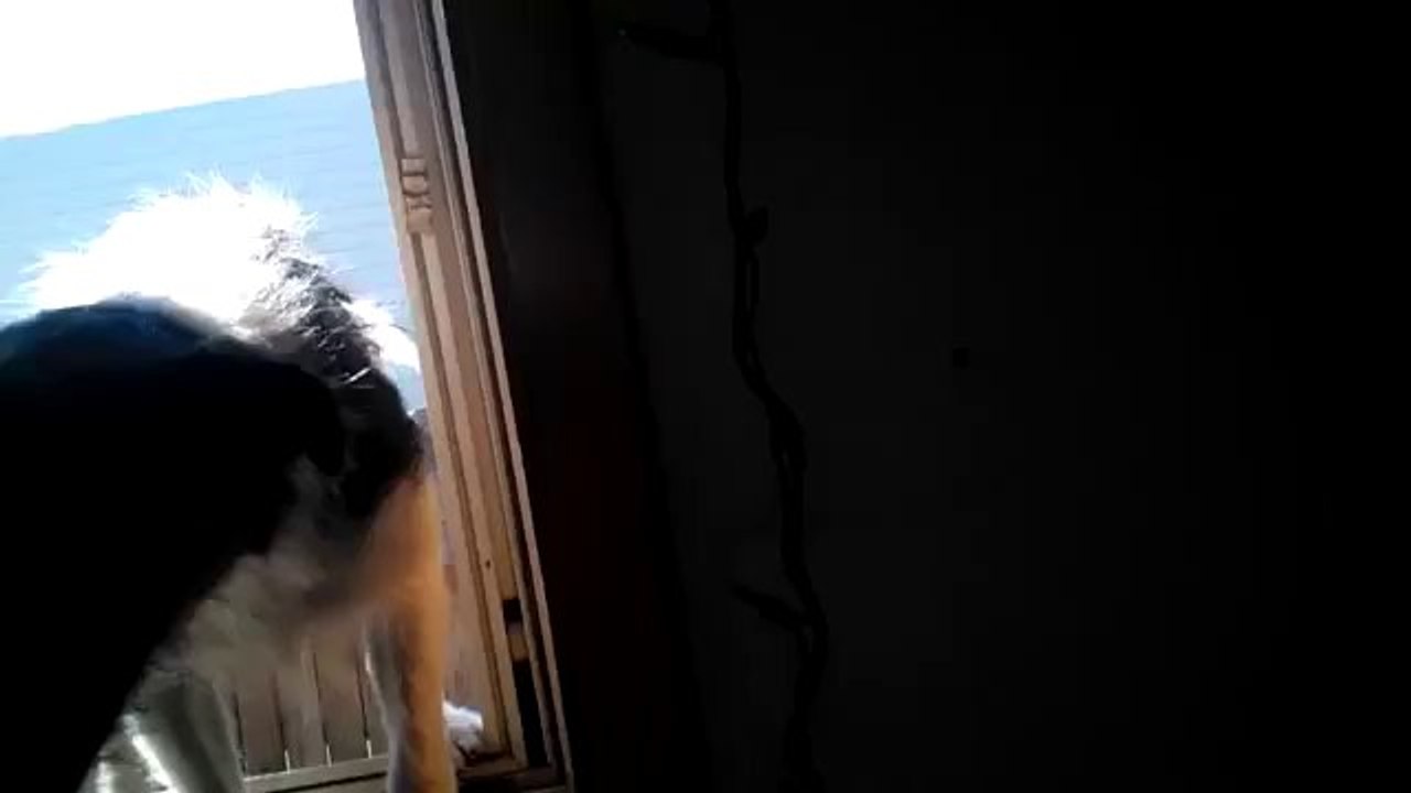 Dieser Hund hat seine eigene Methode ins Haus zu kommen