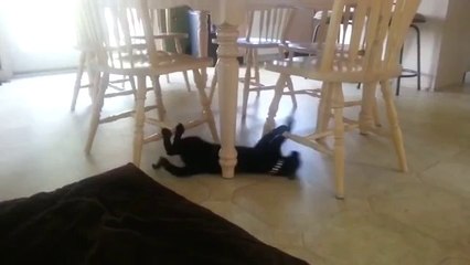 Dieser Katze muss echt langweilig sein