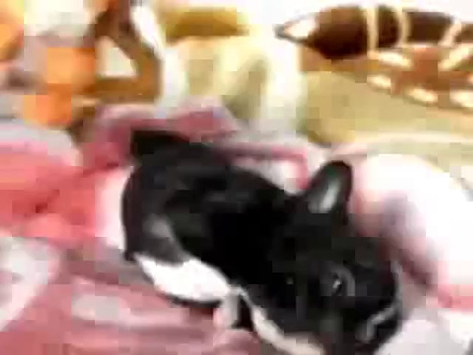 Dieser süße Welpe ist ein echter Schreihals