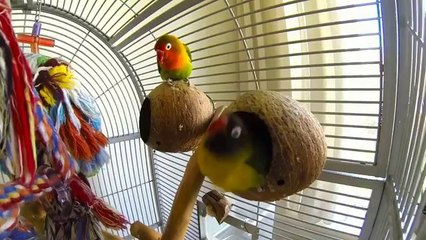 Dieser Vogel liebt Blasmusik