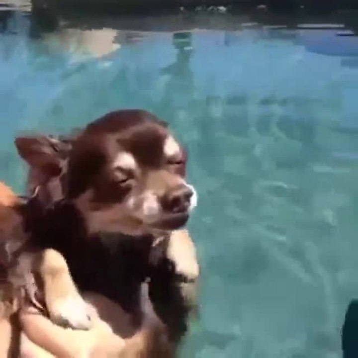 Dieses Hündchen liebt es zu schwimmen