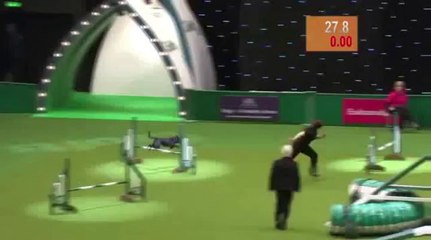 Dog Agility - Fast hätte er gewonnen