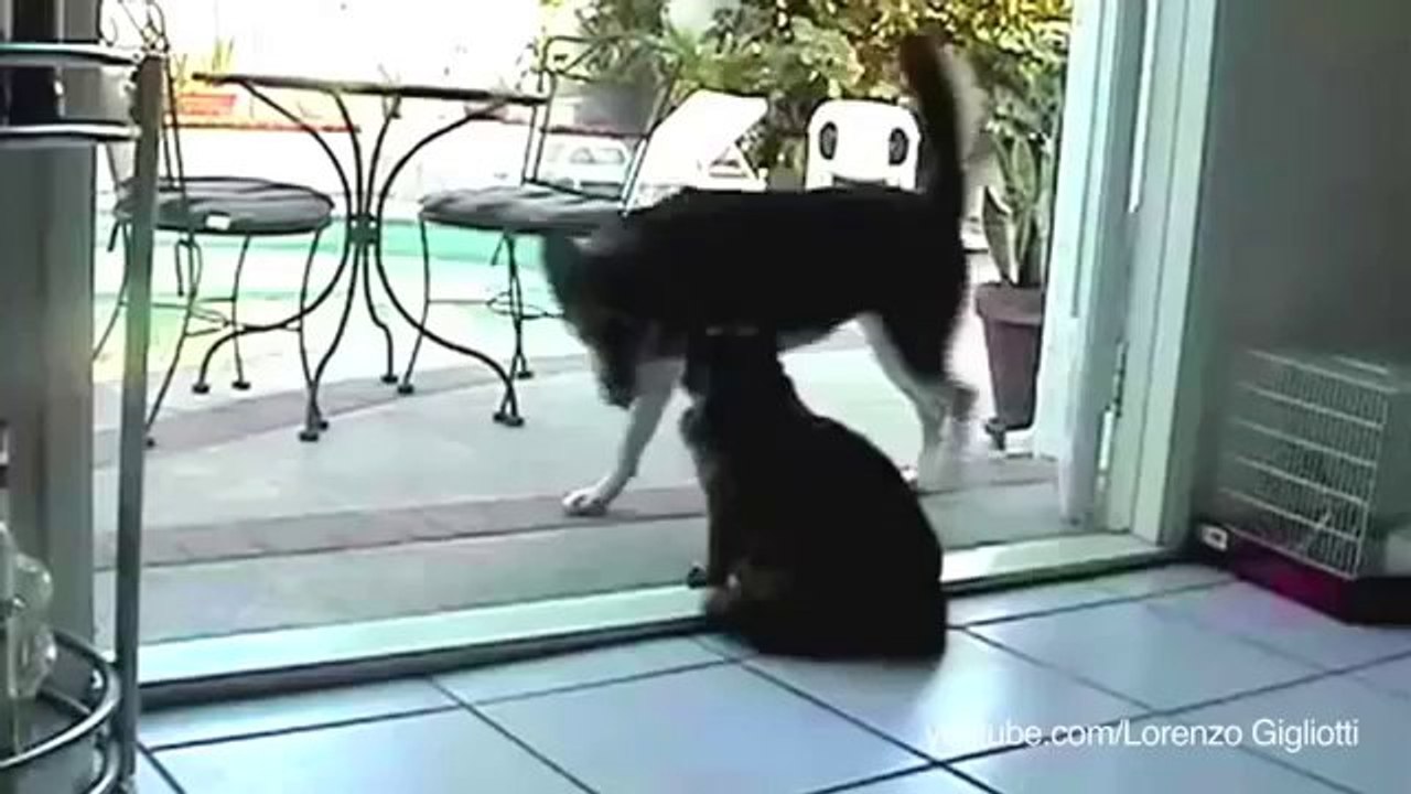 Du kommst hier nicht vorbei! - Hunde, die Angst vor Katzen haben