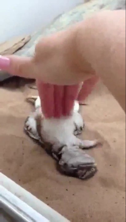 Echse bekommt den Bauch gekrault