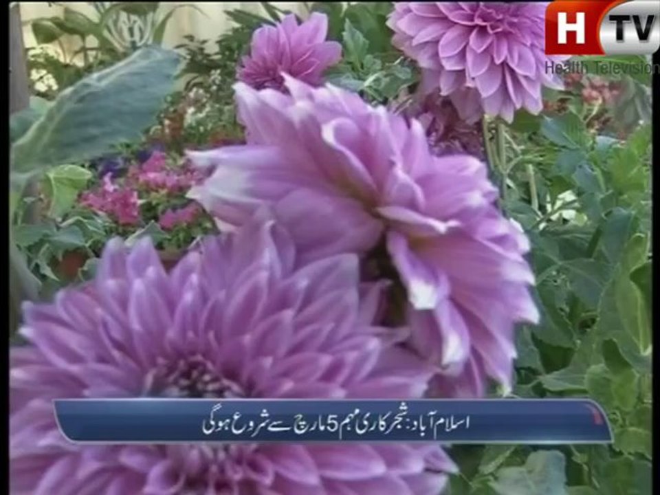 ary news