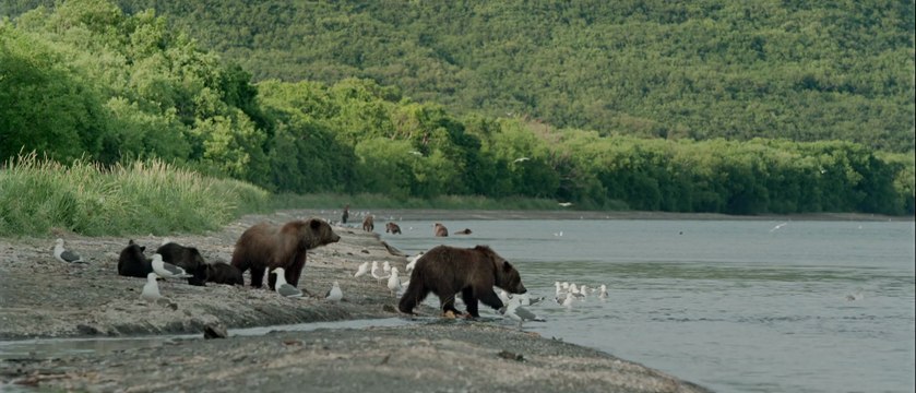 TERRES DES OURS - Extrait: Une terre où protéger [VF|HD]