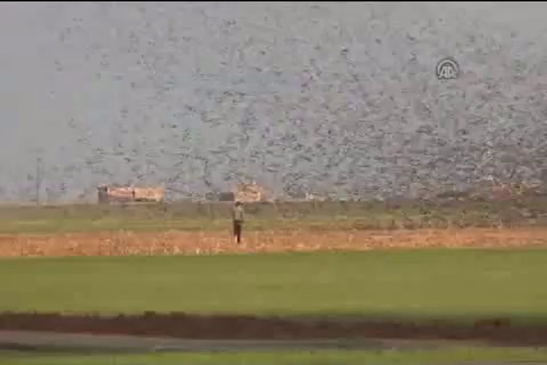 Sığırcık kuşların görsel şöleni