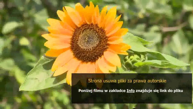 samsung galaxy s 5830 instrukcja obslugi