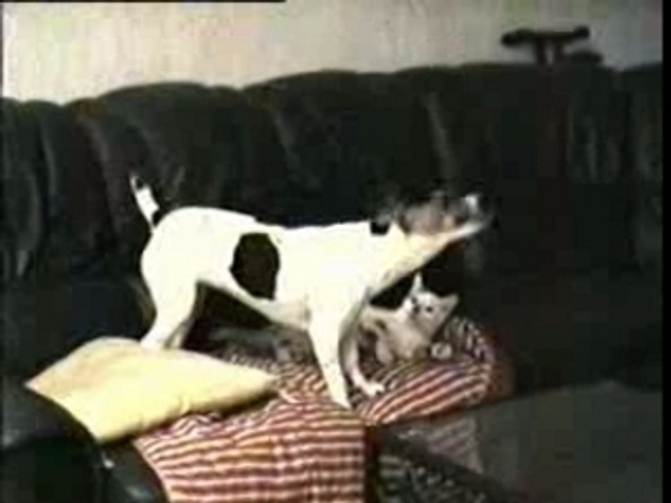 vanille le jack contre moustic le chat