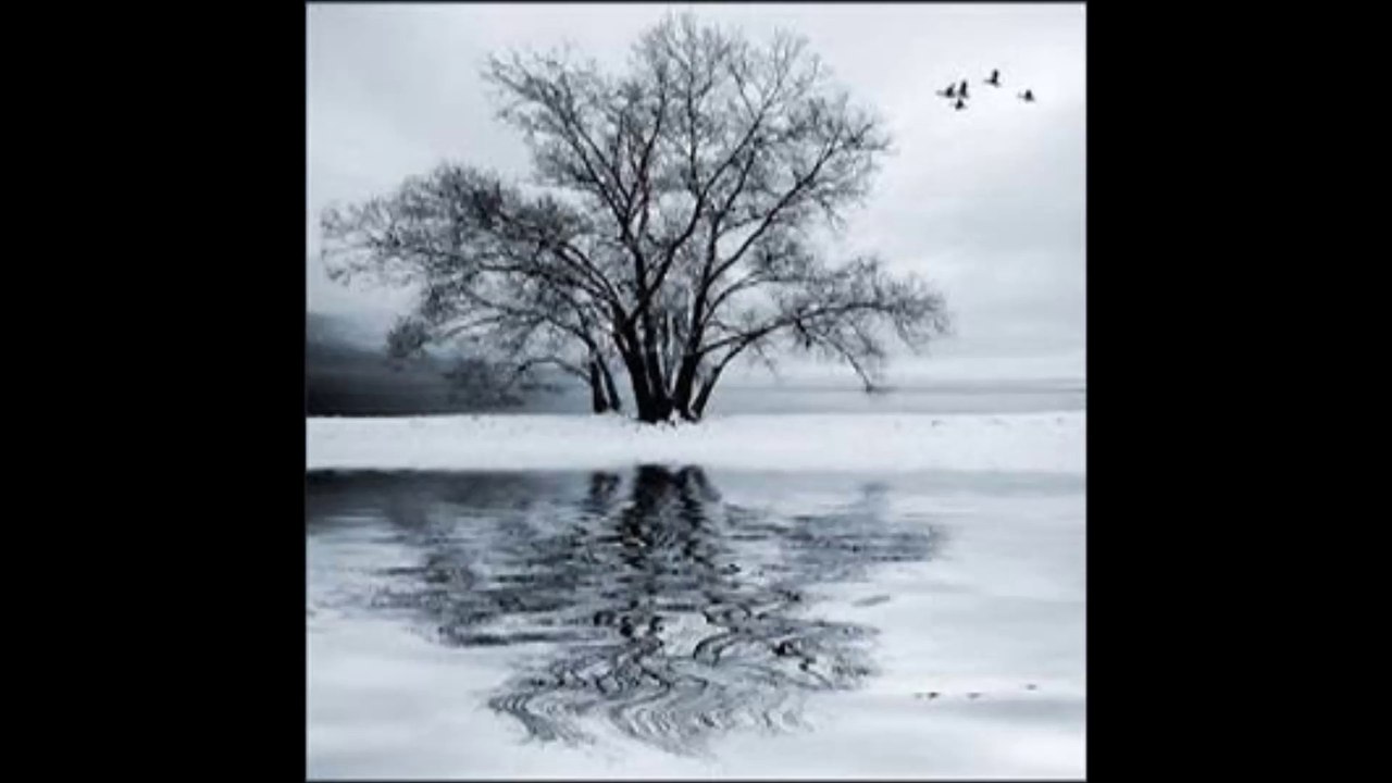 Sonus Umbra- Wounded Animal