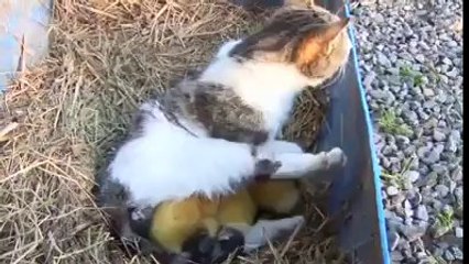 Fantastico. Il gatto che cova gli anatroccoli