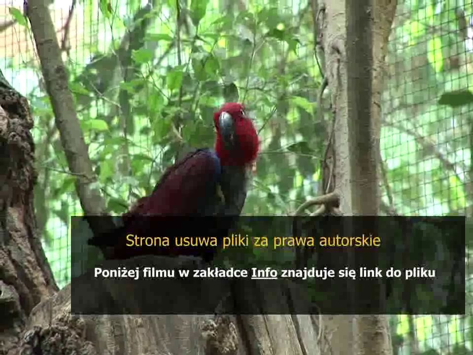 poradnik force shieldera