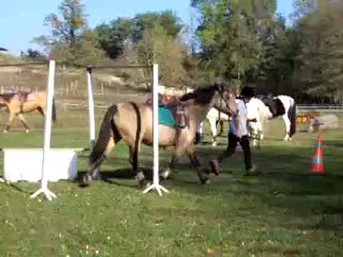 Branches basses Gol EM