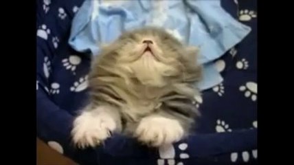 I 10 migliori animali assonnati di sempre